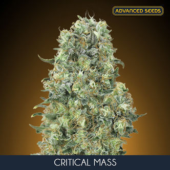 Critical Mass (Advanced Seeds) feminiserade cannabisfr&ouml;n