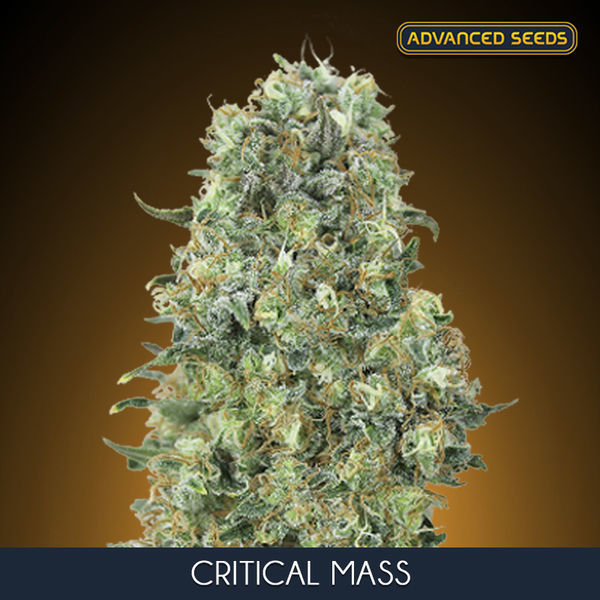 Critical Mass (Advanced Seeds) Feminiserade