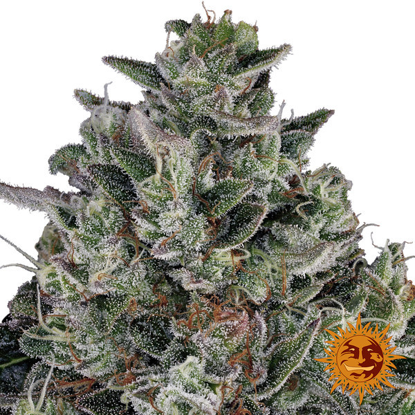Glookies (Barney's Farm) Feminiserade