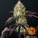 Glookies (Barney's Farm) Feminiserade