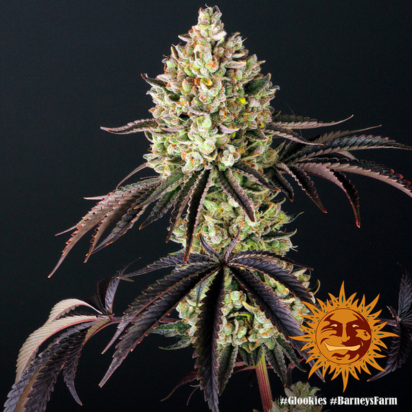 Glookies (Barney's Farm) Feminiserade