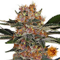 Purple Punch (Barney's Farm) Feminiserade