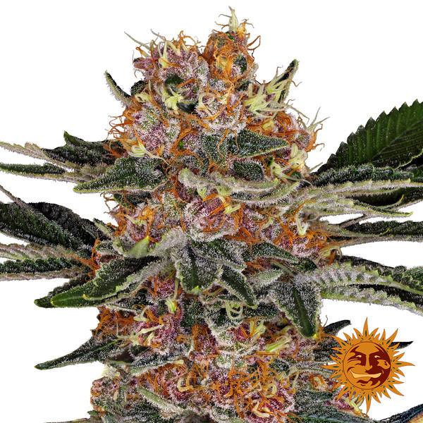 Purple Punch (Barney's Farm) Feminiserade