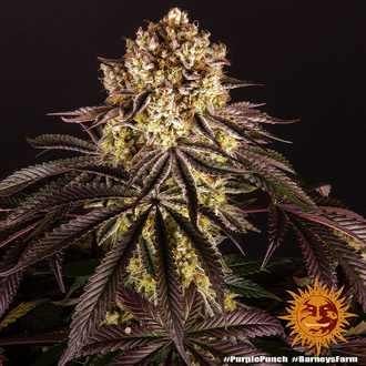 Purple Punch (Barney's Farm) Feminiserade
