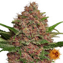 Purple Punch Auto (Barney's Farm) Feminiserade