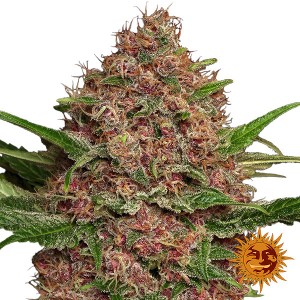 Purple Punch Auto (Barney's Farm) Feminiserade