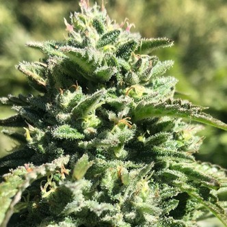 Witchy Wonder (Earth Witch Seeds) regulj&auml;r