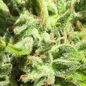 Garlic Haze (Earth Witch Seeds) reguljär