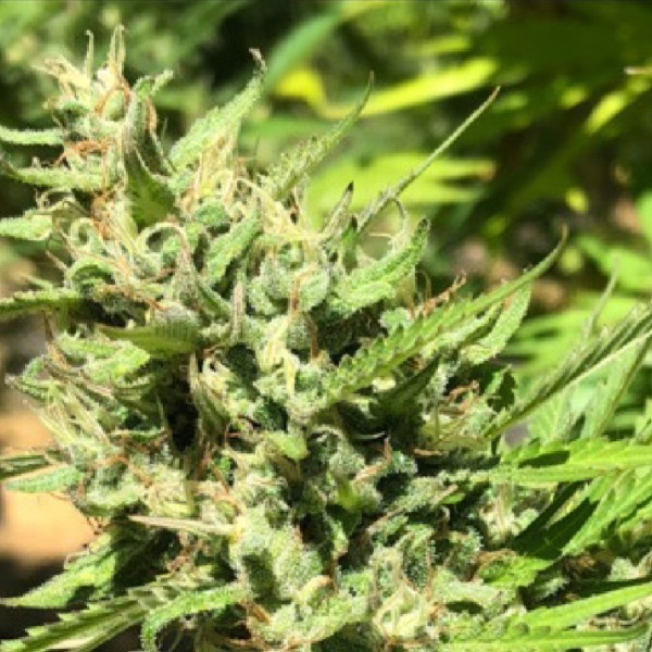 Marula (Earth Witch Seeds) reguljär