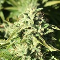 Pumpkin Punch (Earth Witch Seeds) reguljär