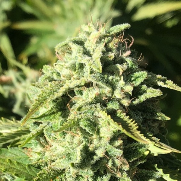 Pumpkin Punch (Earth Witch Seeds) reguljär