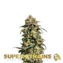 Cookies Krush (Super Strains) Feminiserade