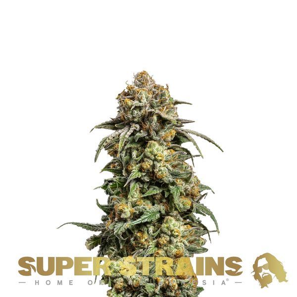 Cookies Krush (Super Strains) Feminiserade