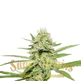 Enemy's Dream (Super Strains) Feminiserade