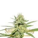 Enemy's Dream (Super Strains) Feminiserade