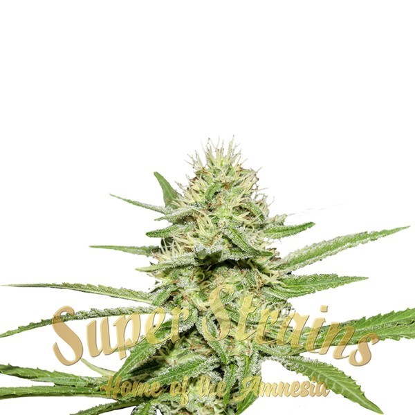 Enemy's Dream (Super Strains) Feminiserade
