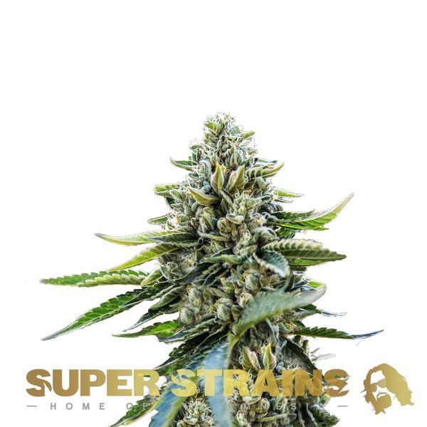 Eden (Super Strains) Feminiserade