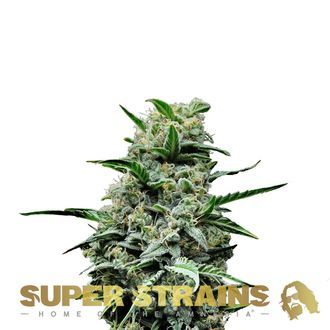 Mexican Candy (Super Strains) Feminiserade