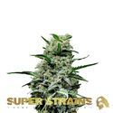 Mexican Candy (Super Strains) Feminiserade
