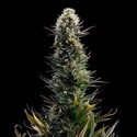 Blue 2.0 (Kannabia x Zamnesia) Feminiserade