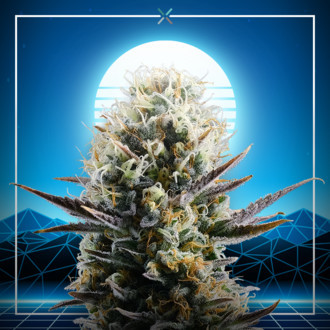Blue 2.0 (Kannabia x Zamnesia) Feminiserade
