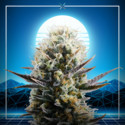 Blue 2.0 (Kannabia x Zamnesia) Feminiserade