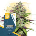Purple Punch (Zamnesia Seeds) Feminiserade