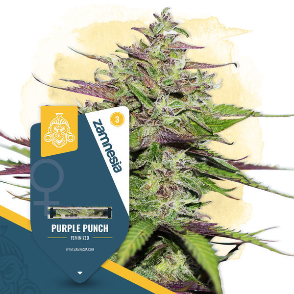 Purple Punch (Zamnesia Seeds) Feminiserade