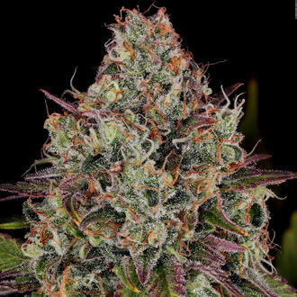 Purple Punch (Zamnesia Seeds) Feminiserade