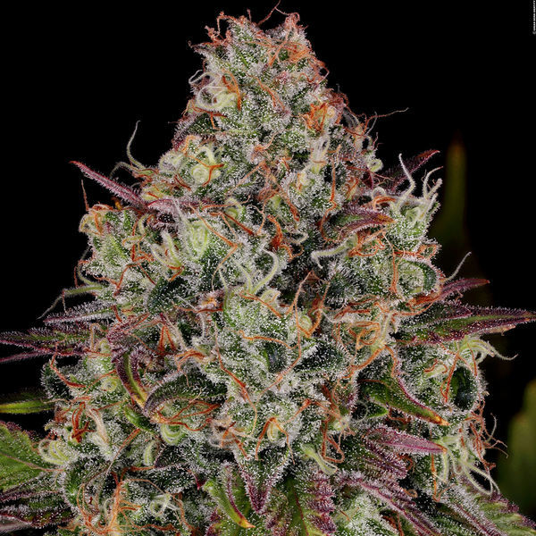Purple Punch (Zamnesia Seeds) Feminiserade