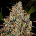 Purple Punch (Zamnesia Seeds) Feminiserade