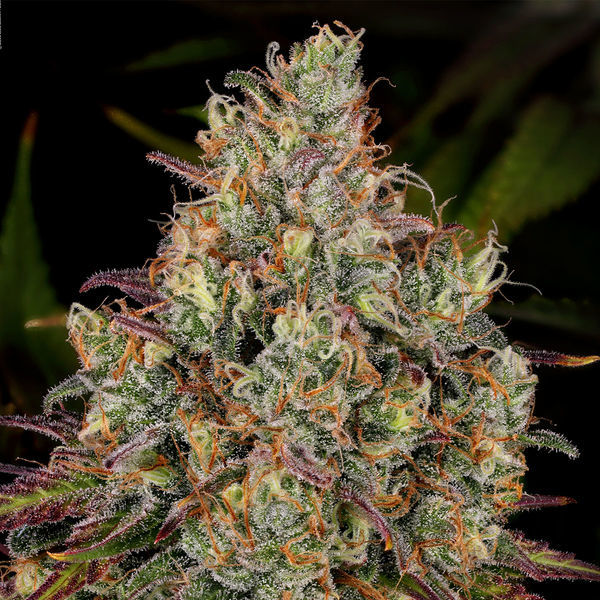 Purple Punch (Zamnesia Seeds) Feminiserade