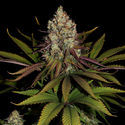 Purple Punch (Zamnesia Seeds) Feminiserade