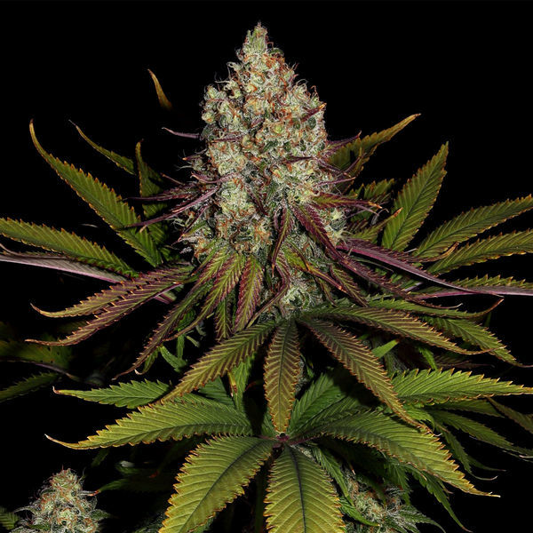 Purple Punch (Zamnesia Seeds) Feminiserade
