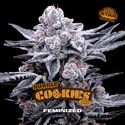Double Cookies (BSF Seeds) Feminiserade