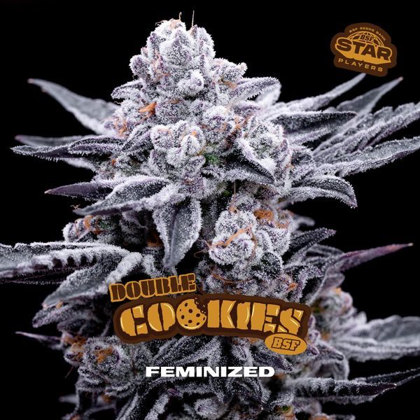 Double Cookies (BSF Seeds) Feminiserade