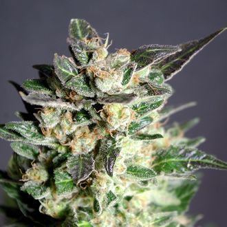 Diesel Glue (Kannabia) Feminiserade