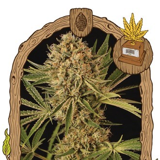 Herz OG (Exotic Seed) Feminiserade
