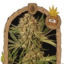 Herz OG (Exotic Seed) Feminiserade