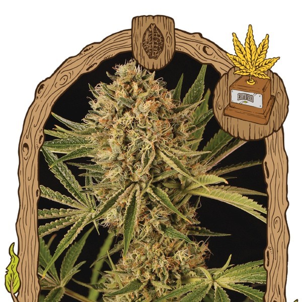 Herz OG (Exotic Seed) Feminiserade