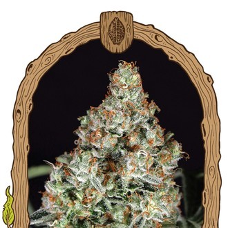 Zkittalicious (Exotic Seed) Feminiserade