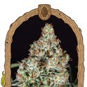 Zkittalicious (Exotic Seed) Feminiserade