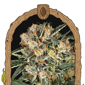 Hippie Therapy CBD (Exotic Seed) Feminiserade