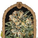 Hippie Therapy CBD (Exotic Seed) Feminiserade