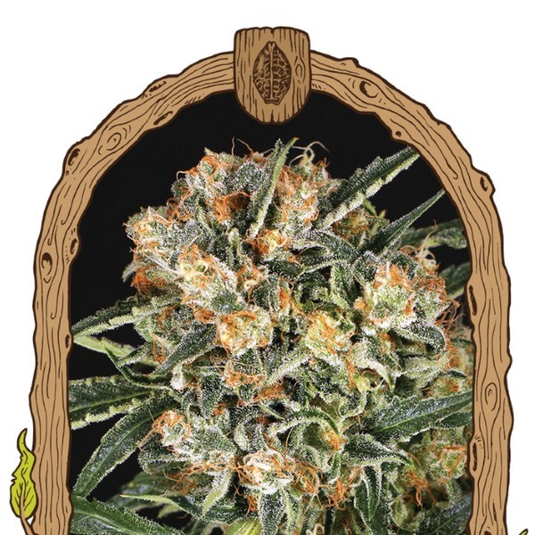 Hippie Therapy CBD (Exotic Seed) Feminiserade