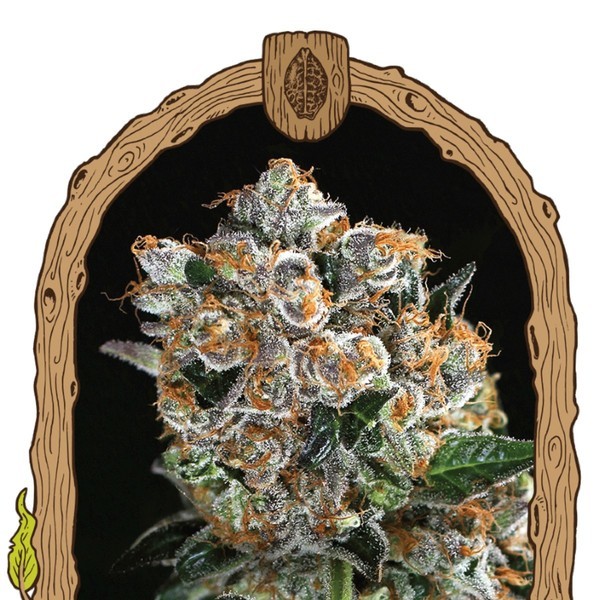 Malasana Cookies (Exotic Seed) Feminiserade