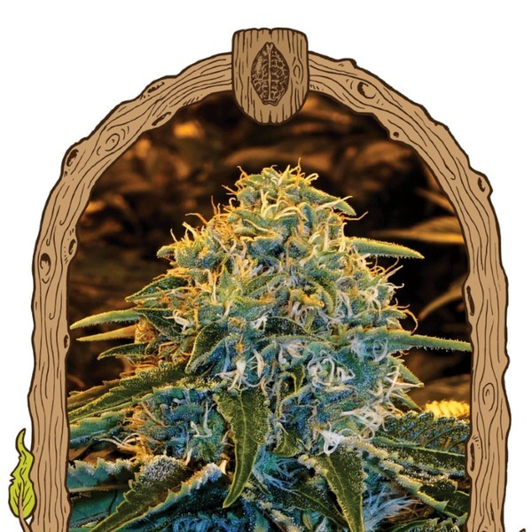 Z & Z (Exotic Seed) Feminiserade