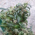 Hokkaido Japan Hemp (ACE Seeds) reguljär
