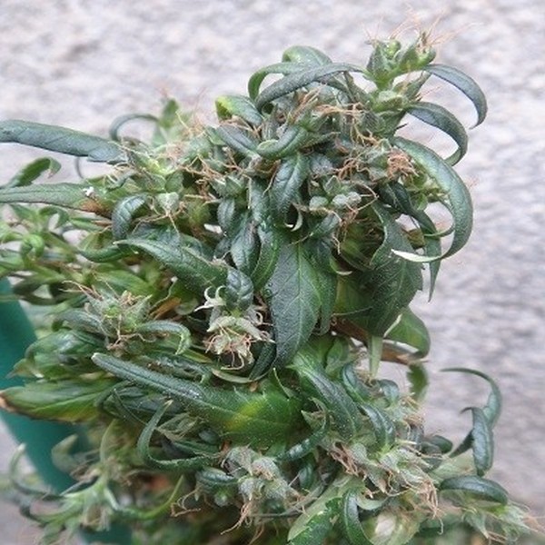 Hokkaido Japan Hemp (ACE Seeds) reguljär