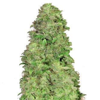 CBD Auto 20:1 (FastBuds) feminiserade